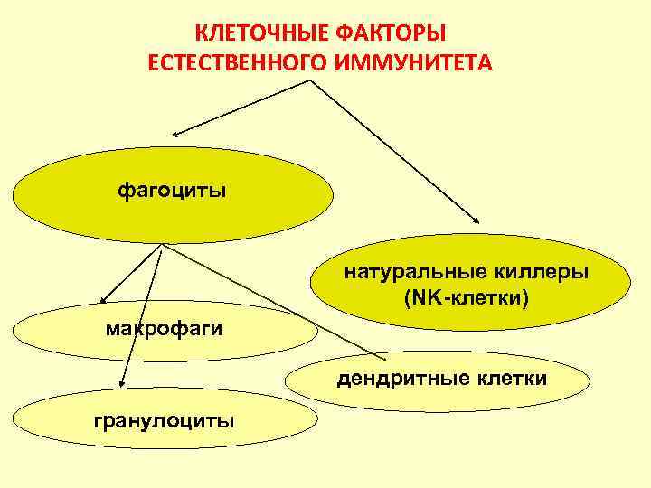    ФАГОЦИТОЗ     • Основные клетки- • процесс поглощения