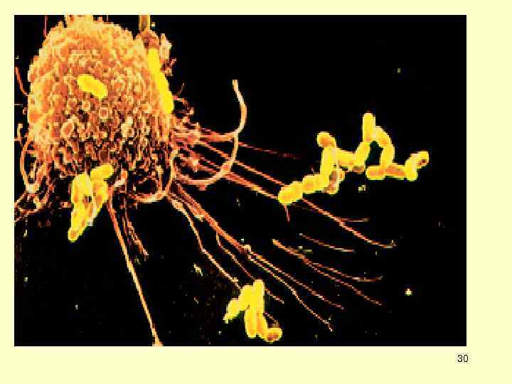  ОСНОВНЫЕ ФУНКЦИИ ФАГОЦИТОВ:  • РАСПОЗНАВАНИЕ ЧУЖЕРОДНЫХ МИКРООРГАНИЗМОВ (НЕПОСРЕДСТВЕННО ИЛИ ЧЕРЕЗ ОПСОНИЗАЦИЮ) •