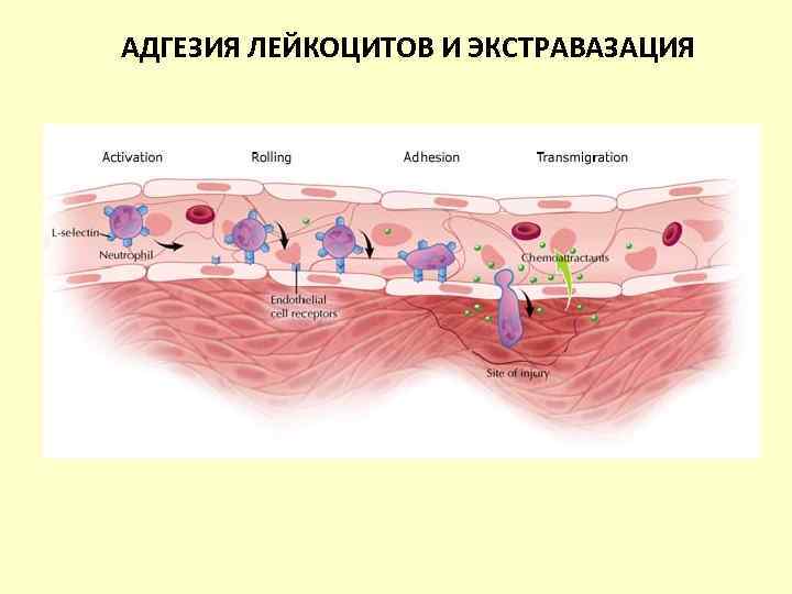  Стадии фагоцитоза • Киллинг ОСУЩЕСТВЛЯЕТСЯ  1. кислородозависимые механизмы: - метаболиты кислорода