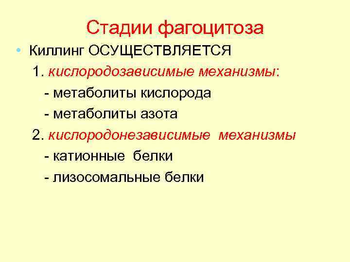   Незавершенный фагоцитоз •  В процессе захвата бактерии фагоциты образуют фагосому, которая