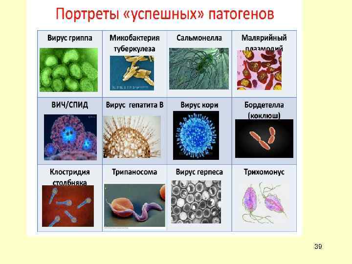 Презентация антигена 