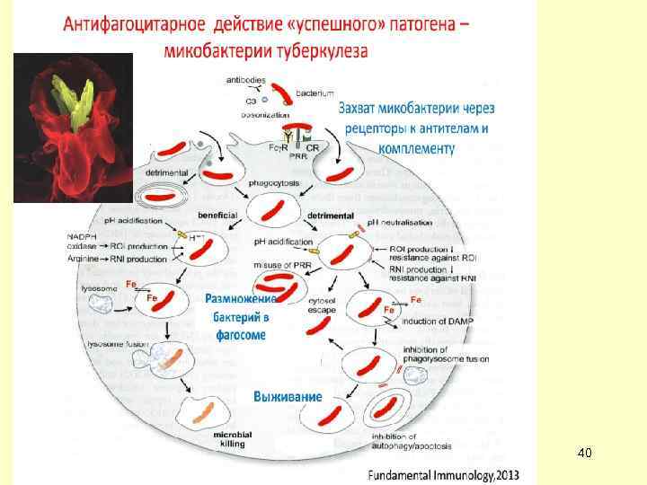   ГУМОРАЛЬНЫЕ ФАКТОРЫ  ЕСТЕСТВЕННОГО ИММУНИТЕТА   медиаторы воспаления  комплемент 