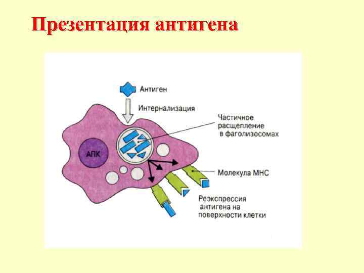    Комплемент Система комплемента – комплекс белков сыворотки крови, участвующих в воспалении,