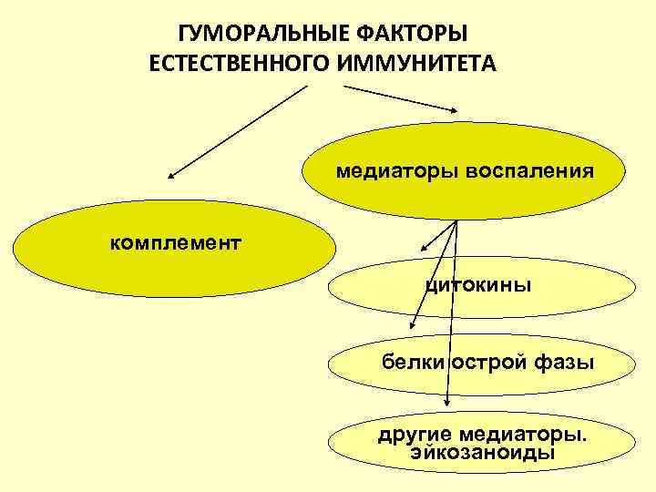 Классический путь активации  Антител о 