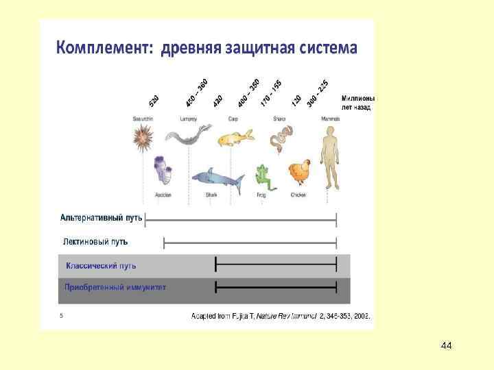   Классический путь активации   C 3 конвертаза    
