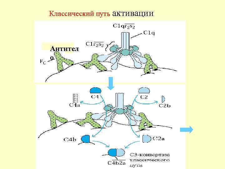  • Мембраноатакующий комплекс — это ионный канал  (пора), в плазматической мембране бактериальной