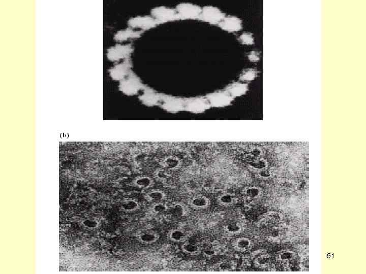 Система комплемента может действовать тремя различными способами:  • через хемотаксис: различные компоненты (факторы)