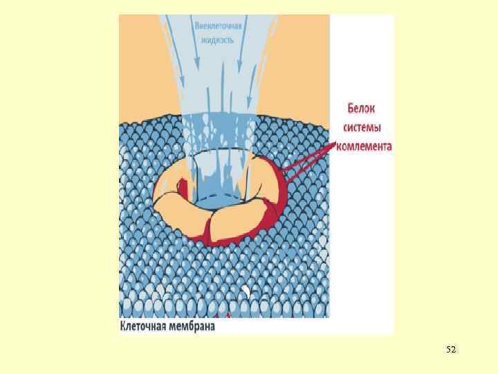 Система комплемента 