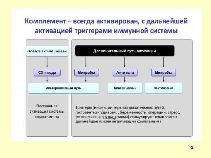     Выводы:   Лизис,   Опсонизация,   Хемотаксис