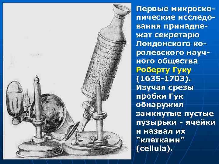 Первые микроско- пические исследо- вания принадле- жат секретарю Лондонского ко- ролевского науч- ного общества