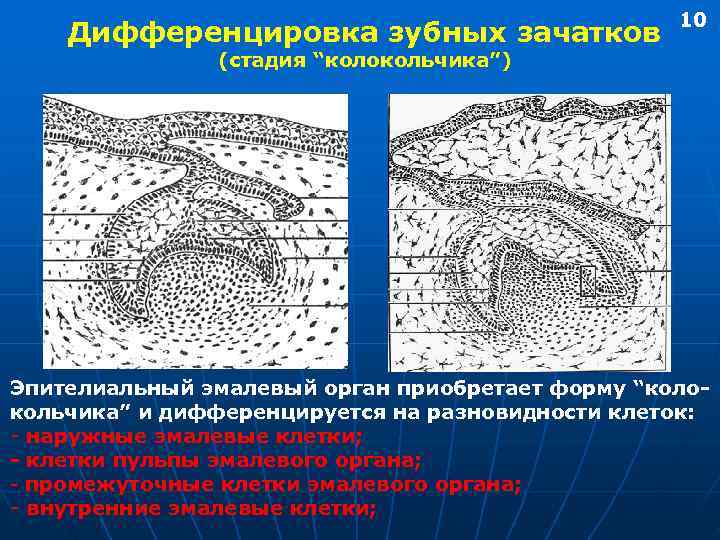     10 Дифференцировка зубных зачатков    (стадия “колокольчика”)