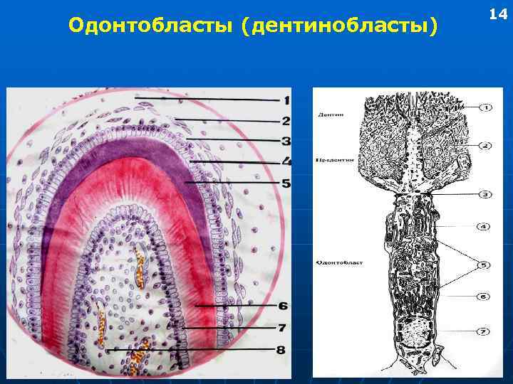       14 Одонтобласты (дентинобласты) 