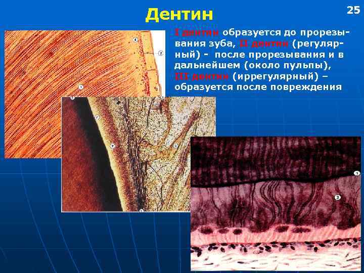 Дентин     25  I дентин образуется до прорезы-  вания