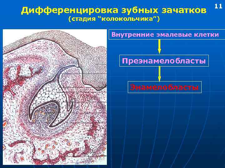        11 Дифференцировка зубных зачатков  (стадия “колокольчика”)