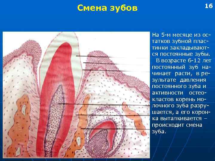 Смена зубов    16   На 5 -м месяце из ос-
