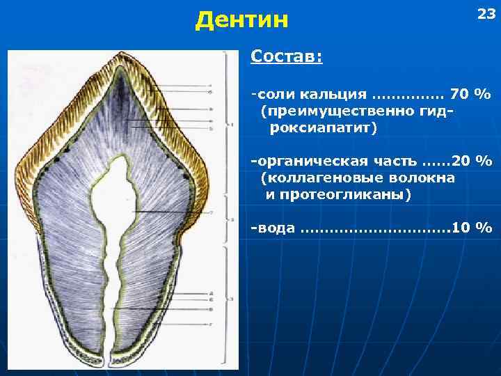 Дентин     23 Состав: -соли кальция …………… 70 % (преимущественно гид-