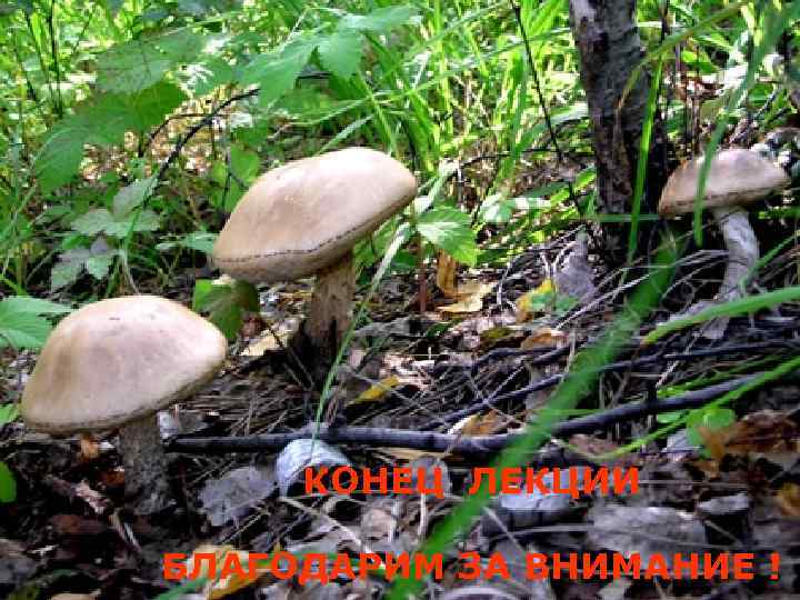  КОНЕЦ ЛЕКЦИИ БЛАГОДАРИМ ЗА ВНИМАНИЕ ! 