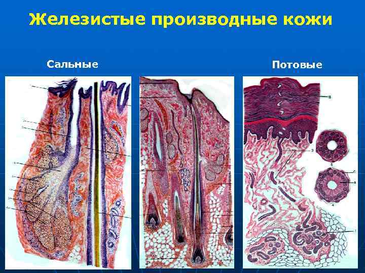 Железистые производные кожи Сальные Потовые Железистые производные кожи Сальные Потовые