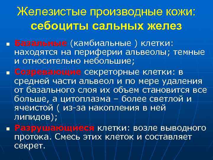 Железистые производные кожи: себоциты сальных желез n Базальные (камбиальные ) Железистые производные кожи: себоциты сальных желез n Базальные (камбиальные )