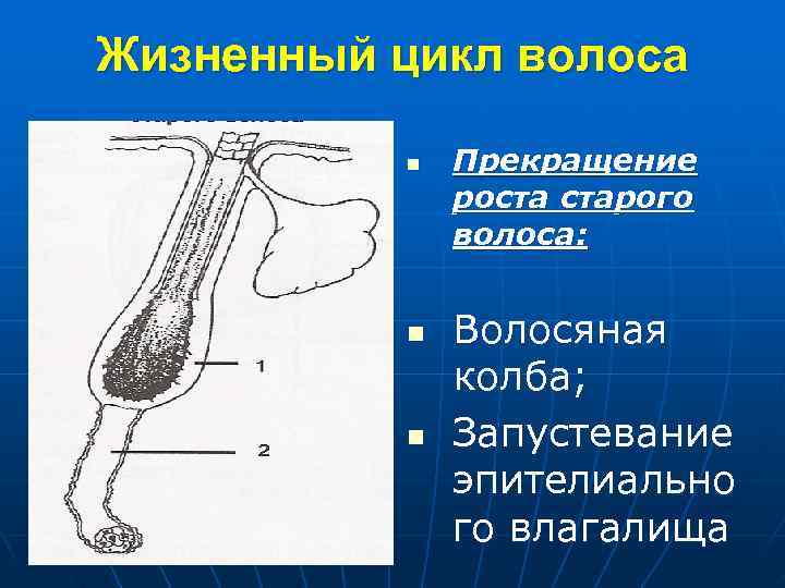 Жизненный цикл волоса n Прекращение роста старого Жизненный цикл волоса n Прекращение роста старого