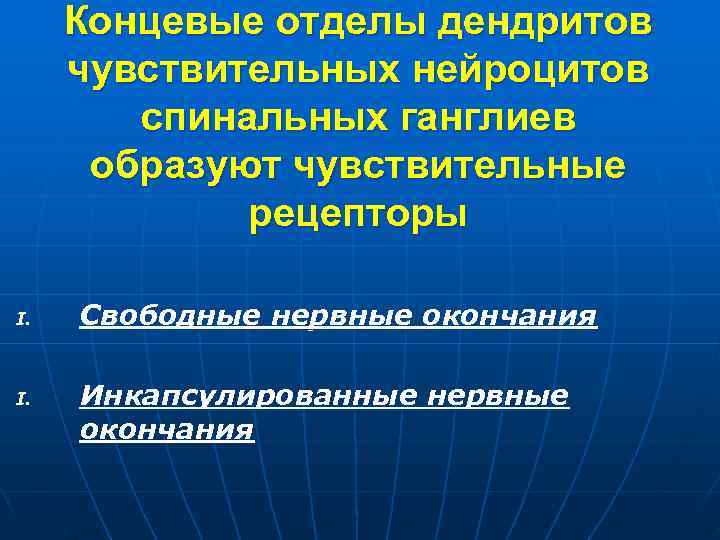Концевые отделы дендритов чувствительных нейроцитов спинальных ганглиев образуют чувствительные Концевые отделы дендритов чувствительных нейроцитов спинальных ганглиев образуют чувствительные