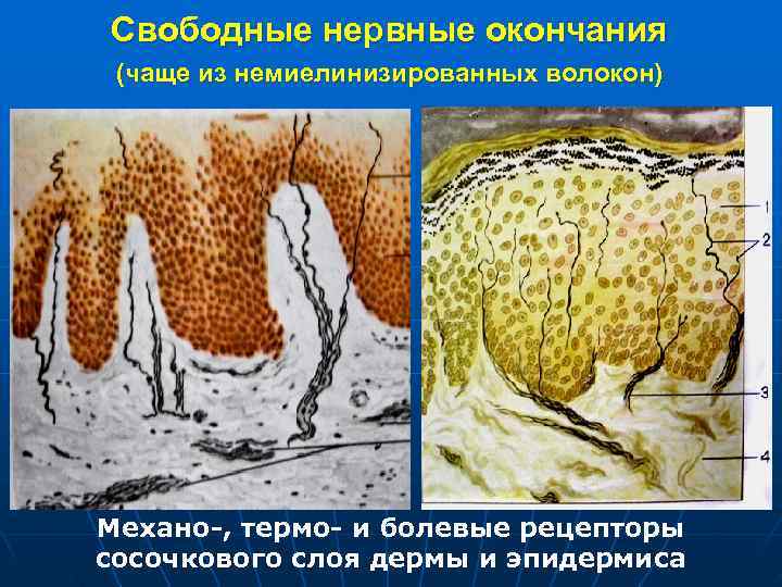 Свободные нервные окончания (чаще из немиелинизированных волокон) Механо-, термо- и болевые рецепторы сосочкового слоя Свободные нервные окончания (чаще из немиелинизированных волокон) Механо-, термо- и болевые рецепторы сосочкового слоя