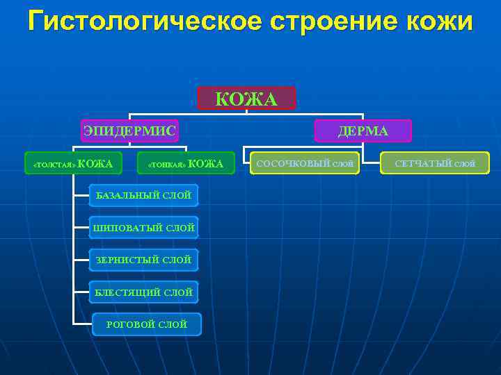 Гистологическое строение кожи КОЖА ЭПИДЕРМИС Гистологическое строение кожи КОЖА ЭПИДЕРМИС