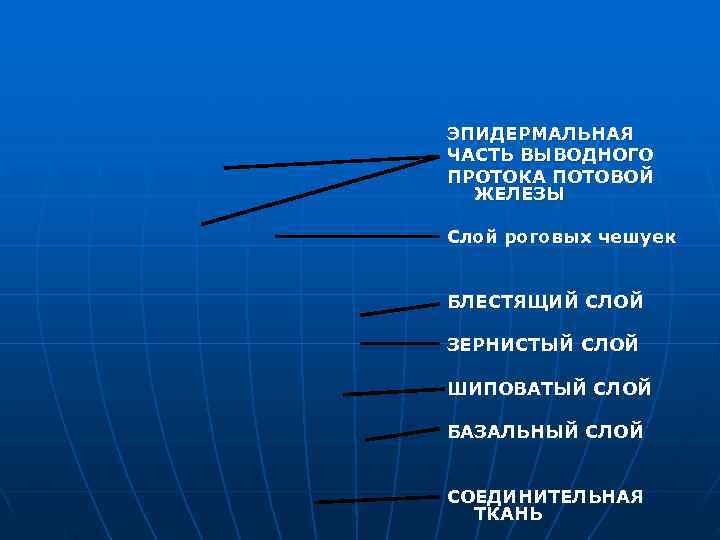 ЭПИДЕРМАЛЬНАЯ ЧАСТЬ ВЫВОДНОГО ПРОТОКА ПОТОВОЙ ЖЕЛЕЗЫ Слой роговых чешуек БЛЕСТЯЩИЙ СЛОЙ ЗЕРНИСТЫЙ ЭПИДЕРМАЛЬНАЯ ЧАСТЬ ВЫВОДНОГО ПРОТОКА ПОТОВОЙ ЖЕЛЕЗЫ Слой роговых чешуек БЛЕСТЯЩИЙ СЛОЙ ЗЕРНИСТЫЙ