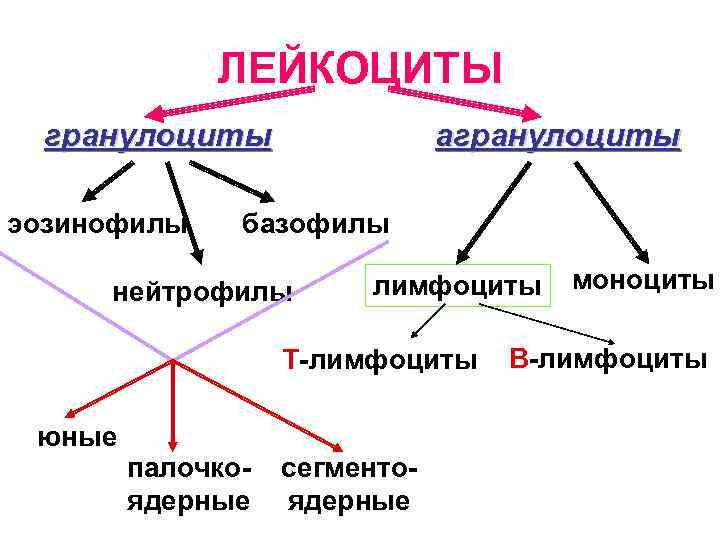 Классификация гранулоцитов по структуре ядра: Юные - ядро бобовидное или подковообразное, Классификация гранулоцитов по структуре ядра: Юные - ядро бобовидное или подковообразное,
