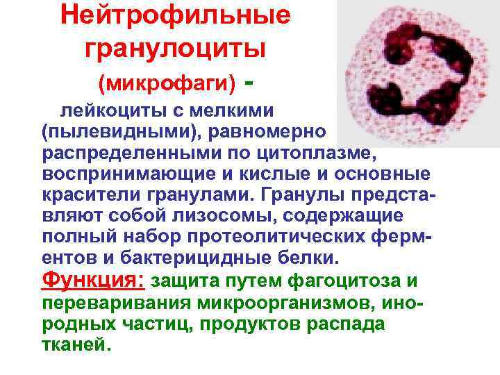 Нейтрофильный гранулоцит Нейтрофильный гранулоцит