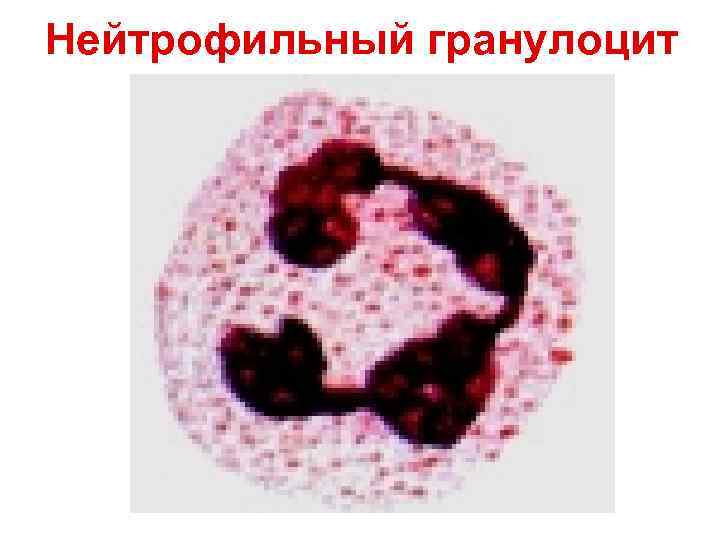 Нейтрофильный гранулоцит Нейтрофильный гранулоцит