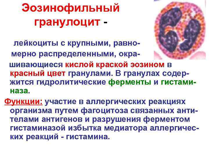Эозинофильный гранулоцит Эозинофильный гранулоцит