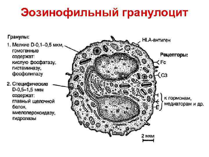 Эозинофильный гранулоцит Эозинофильный гранулоцит