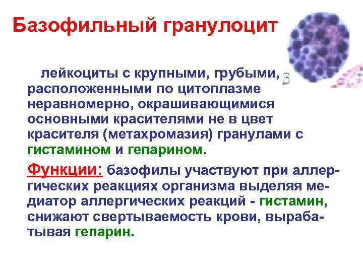 Базофильный гранулоцит Базофильный гранулоцит