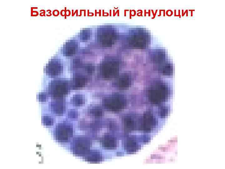 Базофильный гранулоцит Базофильный гранулоцит
