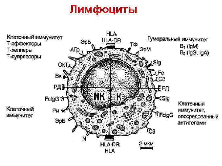Т – лимфоциты. Т-киллеры Имеют специфические рецепторы на поверхности для контакта с антигеном, после Т – лимфоциты. Т-киллеры Имеют специфические рецепторы на поверхности для контакта с антигеном, после