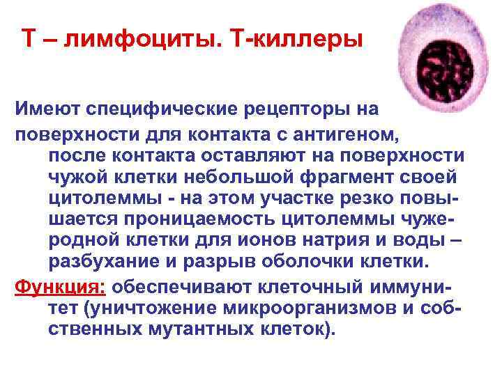 Т – лимфоциты - хелперы Участвуют в гуморальном иммунитете: - идентифицируют Т – лимфоциты - хелперы Участвуют в гуморальном иммунитете: - идентифицируют