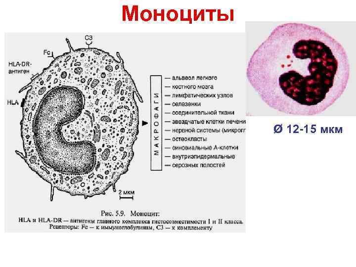 Превращение моноцита в макрофаги Ø 12 -15 мкм Превращение моноцита в макрофаги Ø 12 -15 мкм