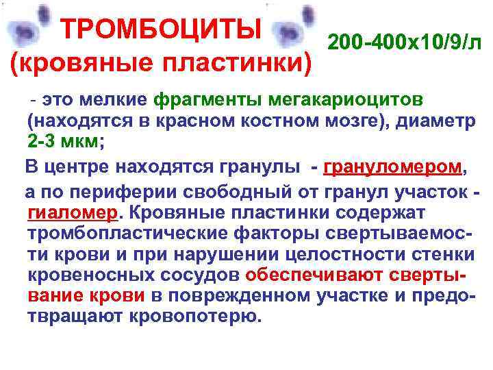 ТРОМБОЦИТОПОЭЗ ТРОМБОЦИТОПОЭЗ