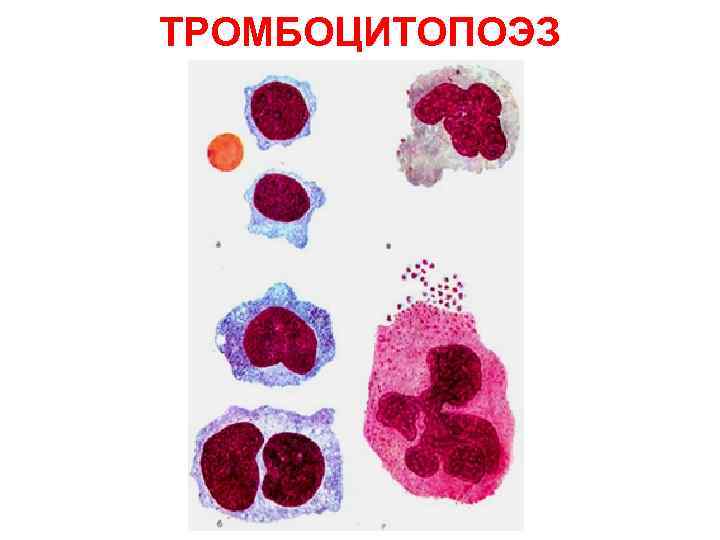 ТРОМБОЦИТОПОЭЗ ТРОМБОЦИТОПОЭЗ