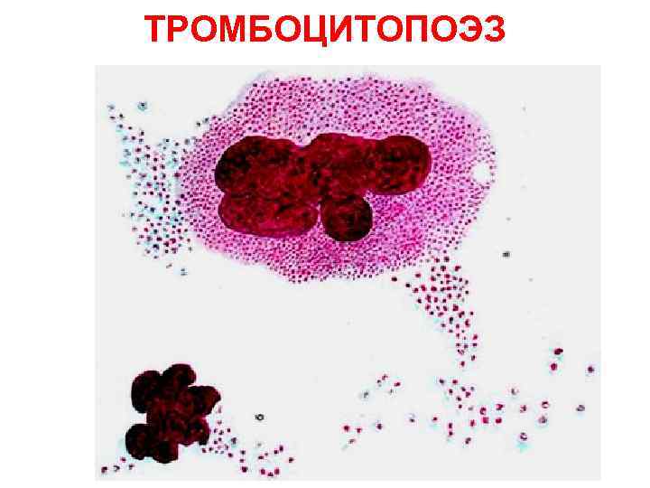 ТРОМБОЦИТЫ ТРОМБОЦИТЫ