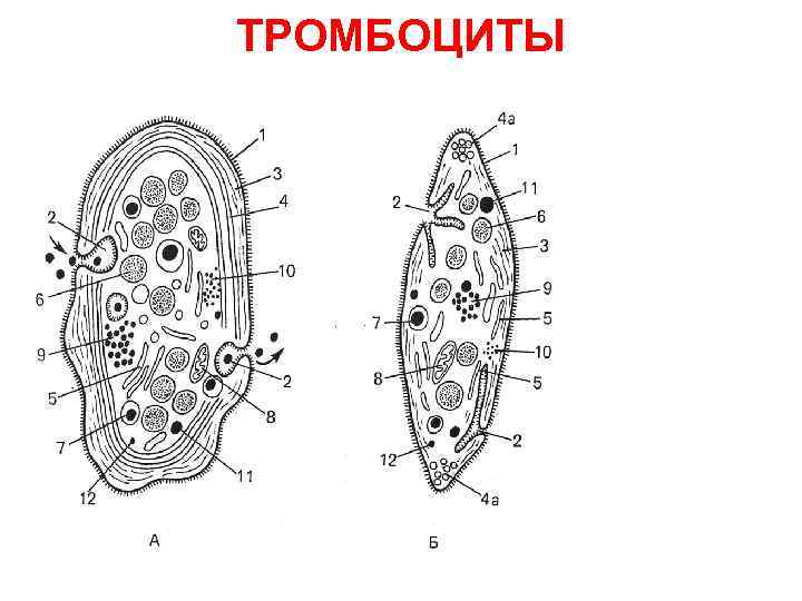 ТРОМБОЦИТЫ ТРОМБОЦИТЫ