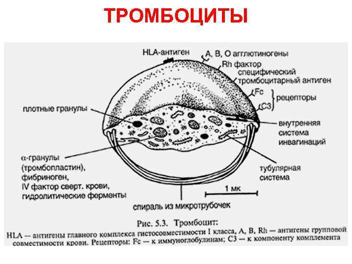 ТРОМБОЦИТЫ ТРОМБОЦИТЫ