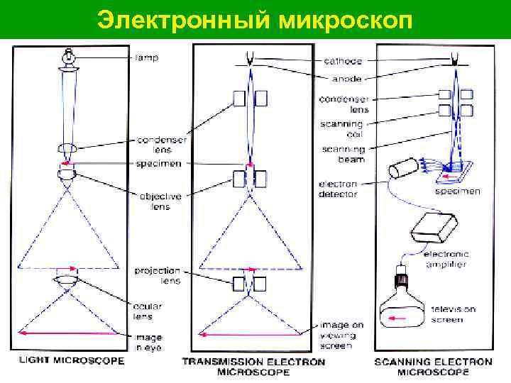 Электронный микроскоп 