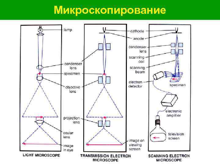 Микроскопирование 