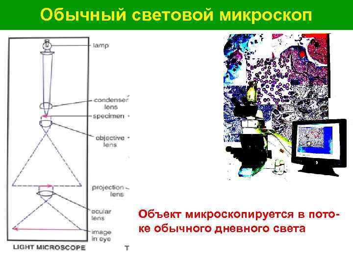 Обычный световой микроскоп Объект микроскопируется в пото- ке обычного дневного света 