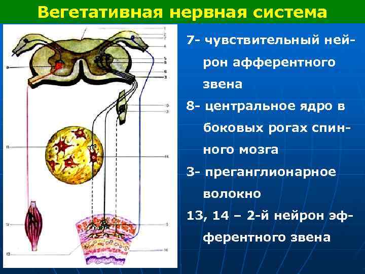 Вегетативная нервная система 7 - чувствительный ней- рон афферентного звена 8 - центральное ядро