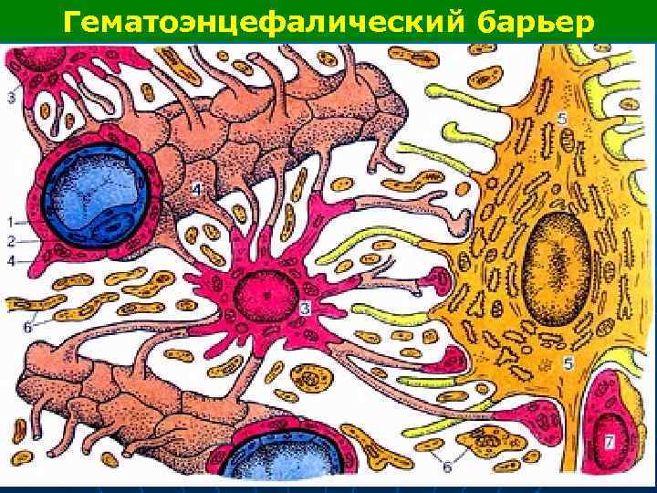 Гематоэнцефалический барьер 