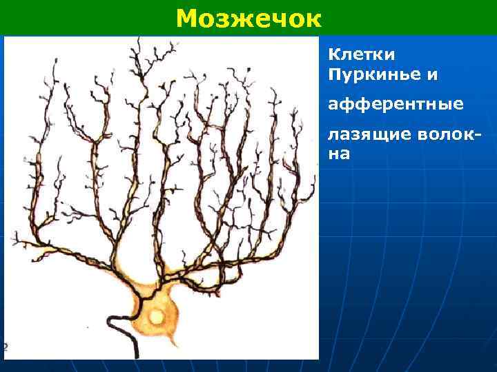 Мозжечок Клетки Пуркинье и афферентные лазящие волок- на 