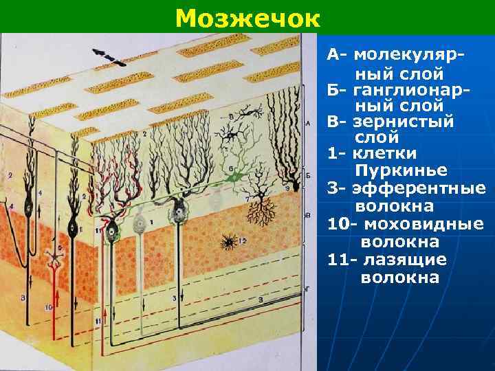 Мозжечок А- молекуляр- ный слой Б- ганглионар- ный слой В- зернистый слой 1 -